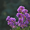 35 LILAC Light Purple CREPE MYRTLE Lagerstroemia Indica Flowering Shrub Bush Small Tree Seeds