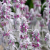 100 Wolly LAMBS EAR Stachys Byzantina Silvery Fuzzy Leaves Purple Flower Seeds