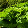 10 GUNNERA MANICATA 6' Leaves! Giant Rhubarb Dinosaur Plant Moist Shade Red Flower Seeds
