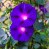 100 PURPLE MORNING GLORY Ipomoea Nil Flower Vine Seeds