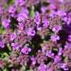Mother of Thyme Seeds –