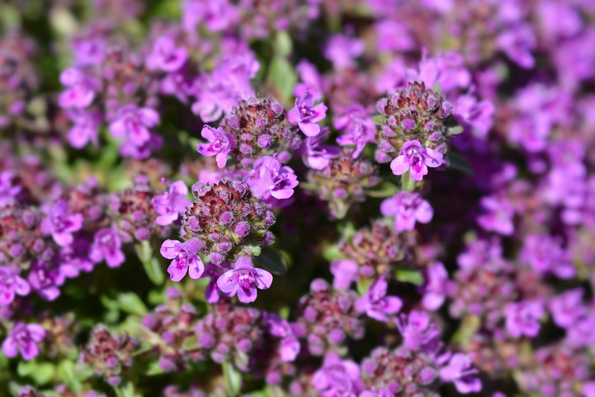 Mother of Thyme Seeds –