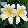 10 MIXED COLORS DAYLILY Hemerocallis Day Lily Fine Mix Red Purple Flower Seeds