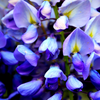 5 BLUE CHINESE WISTERIA Sinensis Ornamental Vine Climber Blue Violet Purple Flower Seeds