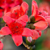 10 RED SILK COTTON Tree Bombax Ceiba Kapok Tropical Flower Seeds