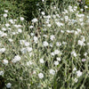 50 WHITE LYCHNIS Coronaria Alba (White Rose Campion / Evening Lychnis / Silene / White Cockle) Flower Seeds