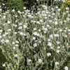 50 WHITE LYCHNIS Coronaria Alba (White Rose Campion / Evening Lychnis / Silene / White Cockle) Flower Seeds
