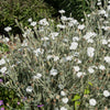 50 WHITE LYCHNIS Coronaria Alba (White Rose Campion / Evening Lychnis / Silene / White Cockle) Flower Seeds