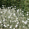 50 WHITE LYCHNIS Coronaria Alba (White Rose Campion / Evening Lychnis / Silene / White Cockle) Flower Seeds