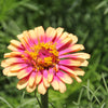 50 CAROUSEL MIX ZINNIA Elegans Carrousel Whirligig Mixed Colors Bicolor Flower Seeds