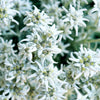 50 EDELWEISS Leontopodium Alpinum White Flower Seeds