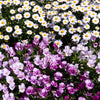 100 White DWARF CREEPING DAISY Chrysanthemum Paludosum Flower Seeds