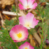 500 CARMINE King CALIFORNIA POPPY Pink Eschscholzia Californica Flower Seeds