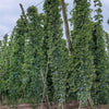 25 COMMON HOPS European Humulus Lupulus Vine Seeds Beer Making Ingredient Seeds