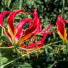 10 RED GLORIOSA LILY Flame Lily Gloriosa Superba Red & Yellow Flower Vine Seeds