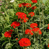70 RED LYCHNIS Chalcedonica Campion Maltese Cross Flower Seeds