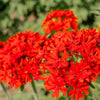 70 RED LYCHNIS Chalcedonica Campion Maltese Cross Flower Seeds