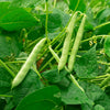 Red Kidney Bean Seeds – Phaseolus Vulgaris Vegetable – photo 4