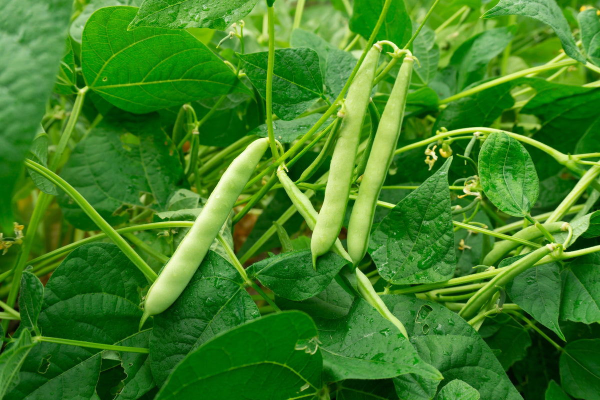 Red Kidney Bean Seeds – Phaseolus Vulgaris Vegetable – photo 4