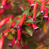 10 Red CIGAR PLANT Mexican Firecracker Cuphea Ignea Hummingbird Flower Seeds