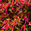 10 Red CIGAR PLANT Mexican Firecracker Cuphea Ignea Hummingbird Flower Seeds