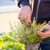 30 ORANGE THYME Orangelo Thymus Vulgaris Fragrantissimus Culinary Herb Seeds