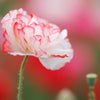 1000 Mixed Colors DOUBLE SHIRLEY POPPY Papaver Rhoeas Flower Seeds