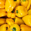 50 YELLOW Cheese PIMENTO PEPPER Capsicum Annuum Vegetable Seeds