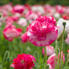 1000 Mixed Colors DOUBLE SHIRLEY POPPY Papaver Rhoeas Flower Seeds