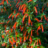 10 MIXED CIGAR PLANT Cuphea Ignea Red Pink White Firecracker Flower Seeds