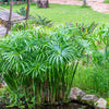 50 UMBRELLA PLANT CYPERUS Alternifolius Papyrus Grass Umbrella Palm Flower Seeds