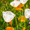 1000 WHITE CALIFORNIA POPPY Eschscholzia Californica Flower Seeds