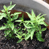 300 EPAZOTE (Mexican Tea) Chenopodium Ambrosioides  Dysphania Herb Flower Seeds
