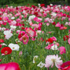 Mixed Colors Shirley Poppy (