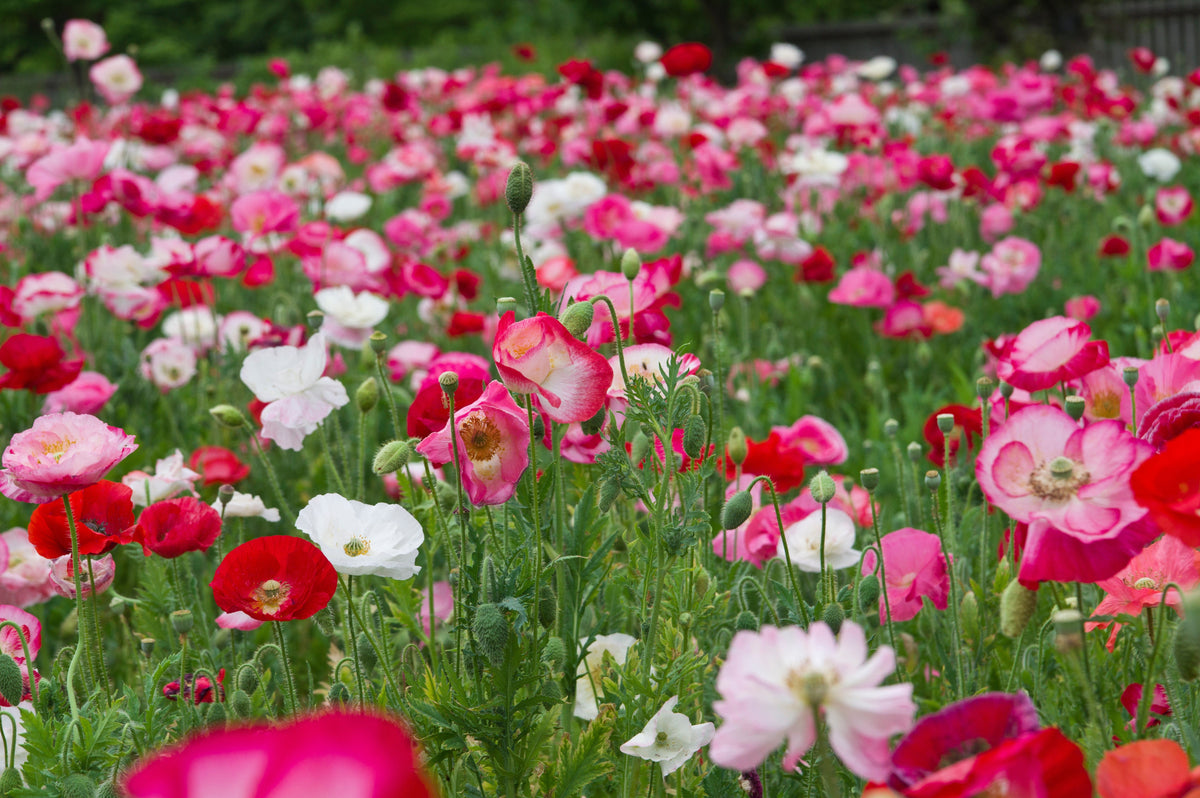 Mixed Colors Shirley Poppy (