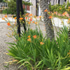 10 FRECKLEFACE BLACKBERRY LILY (Leopard Lily) Belamcanda Chinensis Iris Domestica Flower Seeds