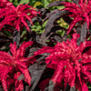 100 Tricolor EARLY SPLENDOR AMARANTHUS Hypochondricus Flower Seeds