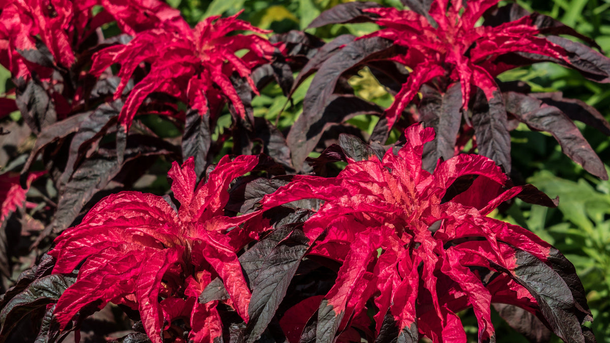 Tricolor Early Splendor Amaranthus Seeds – Hypochondricus Flower