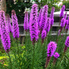 500 Purple BLAZING STAR Gayfeather LIATRIS Spicata Flower Seeds