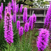500 Purple BLAZING STAR Gayfeather LIATRIS Spicata Flower Seeds