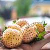 100 WHITE SOUL STRAWBERRY Fragaria Vesca Fruit Flower Berry Seeds