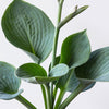 10 HOSTA ELEGANS Shade Lover Flower Seeds