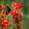 200 STANDING CYPRESS (Scarlet Gilia) Ipomopsis Rubra Flower Seeds