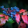 20 OREGON GRAPE Holly Fruit Vine Hollyleaved Barberry Mahonia Aquifolium Seeds