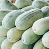 20 WAX GOURD Winter Melon White Ash Benincasa Hispida Vegetable Seeds