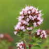 2000 SWEET MARJORAM Origanum Majorana Herb Flower Seeds
