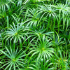 50 UMBRELLA PALM TREE Cyperus Involucratus Papayrus Sedge Seeds