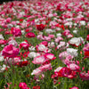 1000 Mixed Colors DOUBLE SHIRLEY POPPY Papaver Rhoeas Flower Seeds