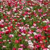 Mixed Colors Shirley Poppy
