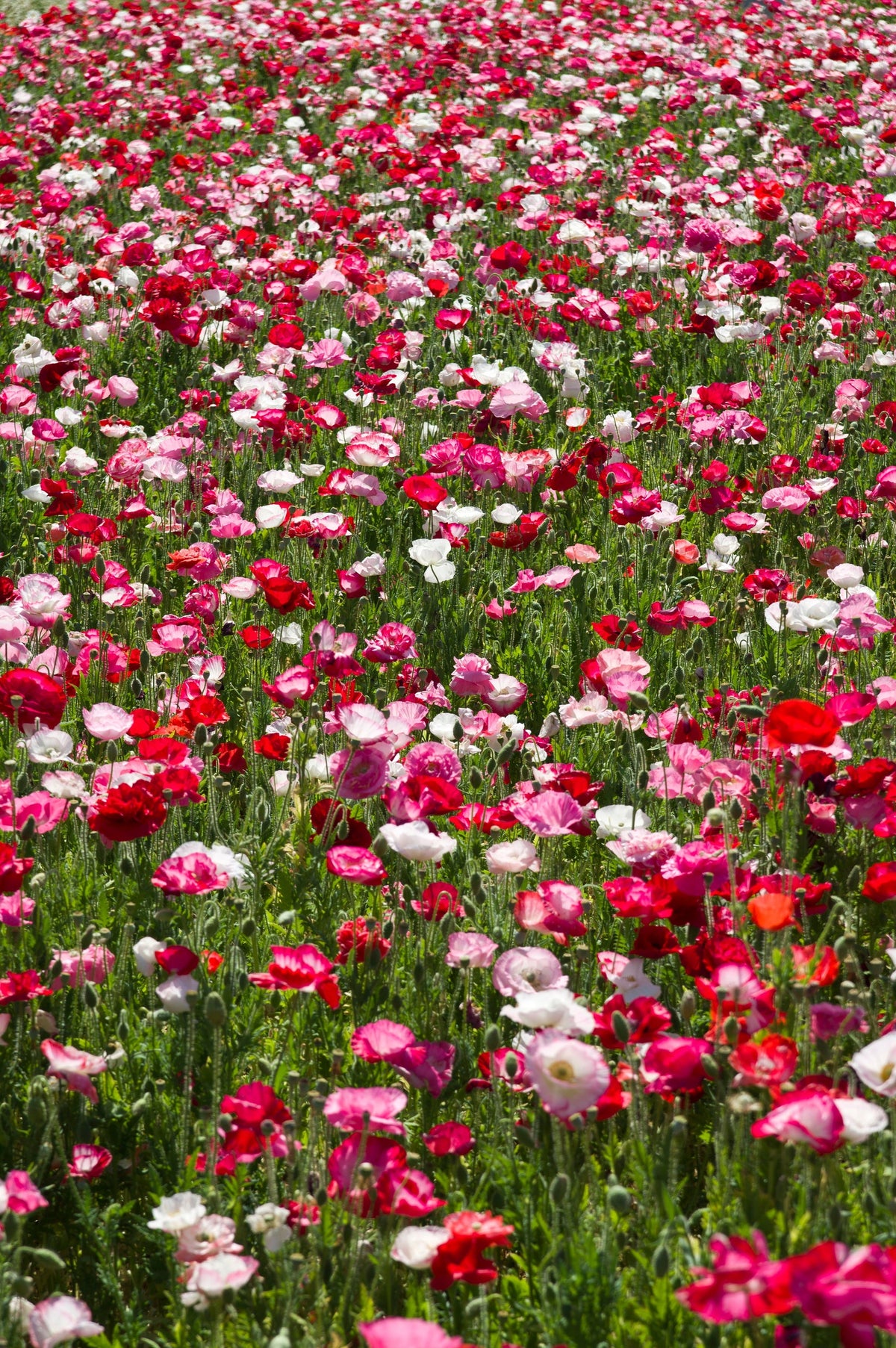 2000 MIXED Colors SHIRLEY POPPY ( aka Corn / Field / Flanders ) Papaver Rhoeas Flower Seeds